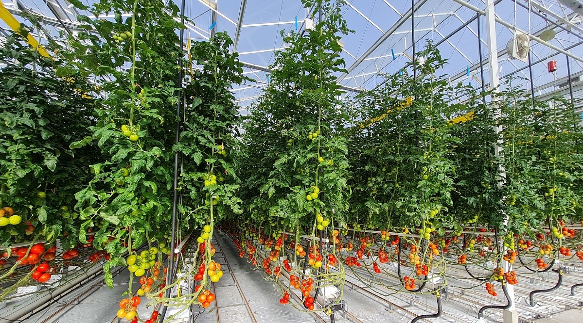 Denso in talks to buy Temasek-backed see maker Axia for US$500 million - THE EDGE SINGAPORE