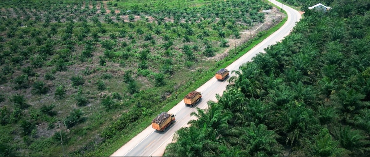 RHB upgrades Bumitama Agri to 'neutral' after 15% share price retreat