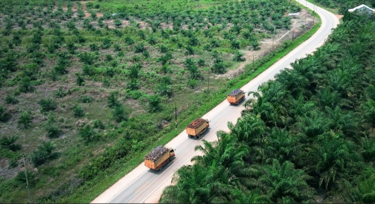 OCBC's Lim raises fair value for Bumitama Agri to $2.40