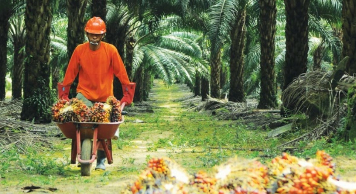 Bumitama Agri net profit up 1% y-o-y for 3QFY2025 to IDR602.9 bil