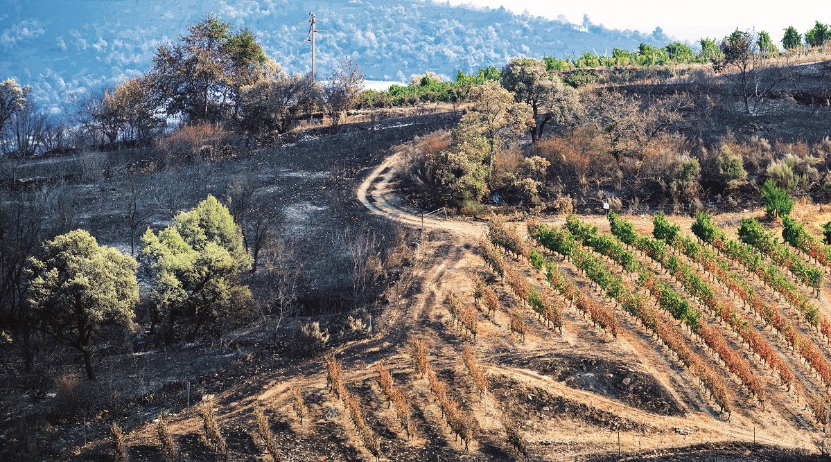 On the grapevine - THE EDGE SINGAPORE