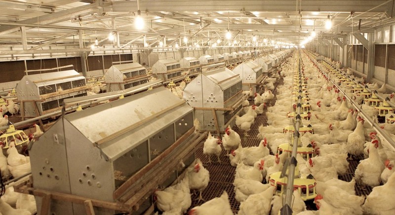 Japfa’s shares to be suspended on May 19, to delist on June 10 after court sanctions scheme of arrangement - THE EDGE SINGAPORE