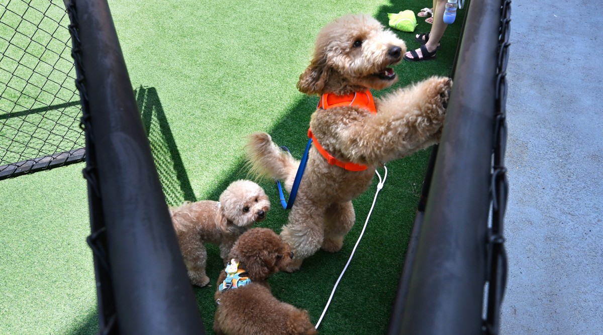The tail in retail: Is pet-friendly the way for malls?