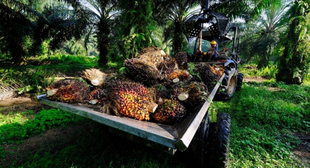 Golden Agri-Resources earnings up 56.5% y-o-y to US$160.3 mil from increase in CPO market prices
