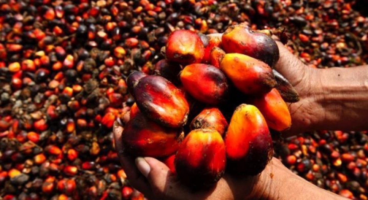 Mewah International acquiring Indonesian palm oil business for $9.5 mil
