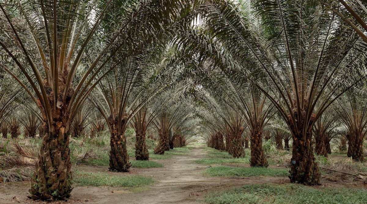 More balanced year ahead for Golden Agri-Resources - THE EDGE SINGAPORE