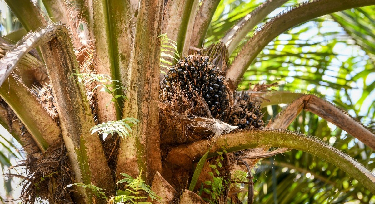 EU adds palm oil for drugs, soy seeds to deforestation carve-out