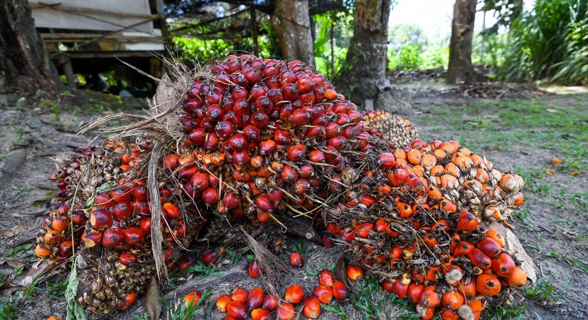 Palm oil holds three-day gain with Malaysian stockpiles in focus