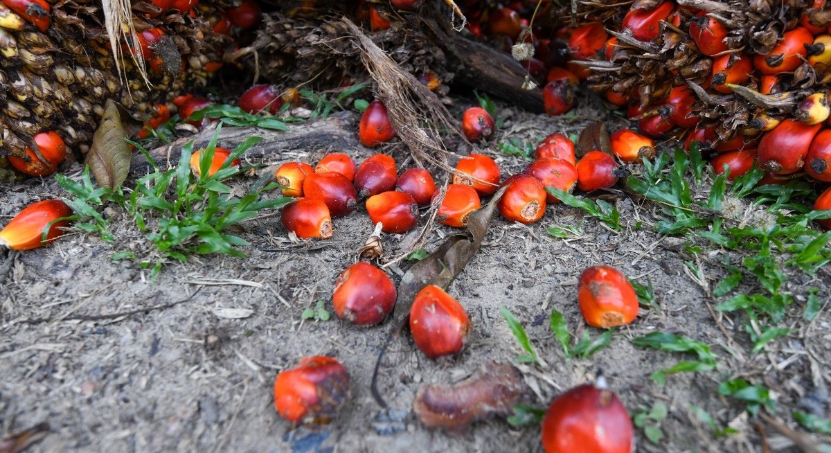 Palm oil buyers book Indonesia orders despite export rule mayhem