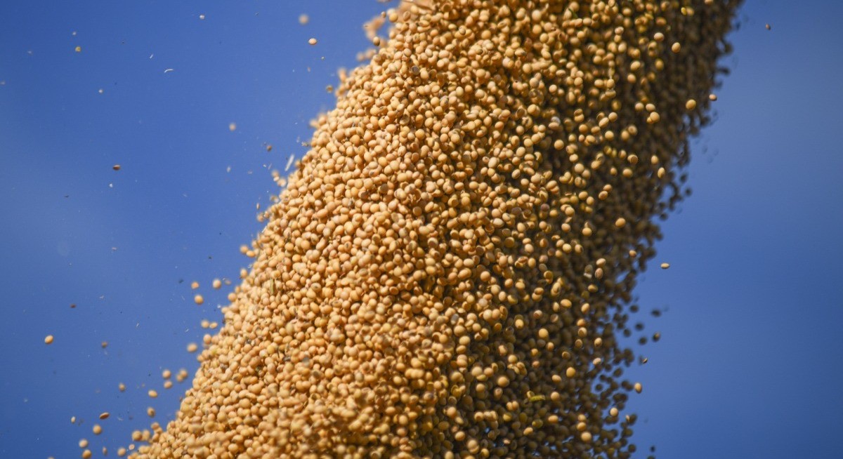 China purchases first cargoes of US soybeans this season