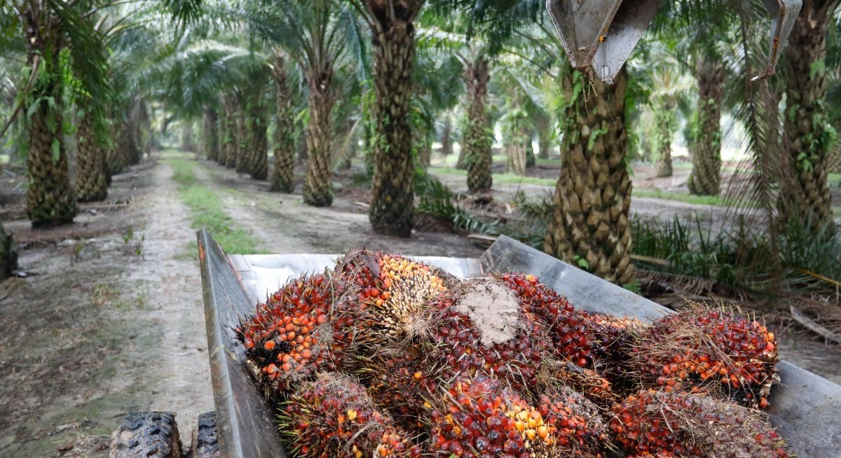 Palm oil futures fall more than 4% at the open in Malaysia