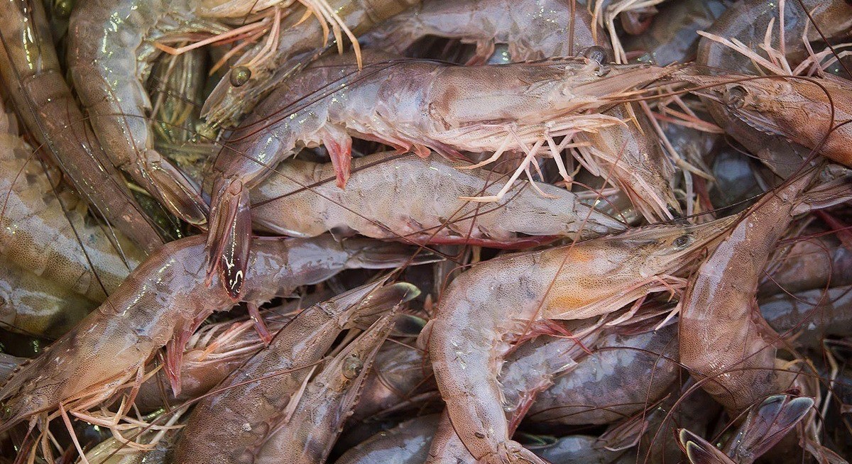 Thailand, Malaysia clash over seafood trade curbs