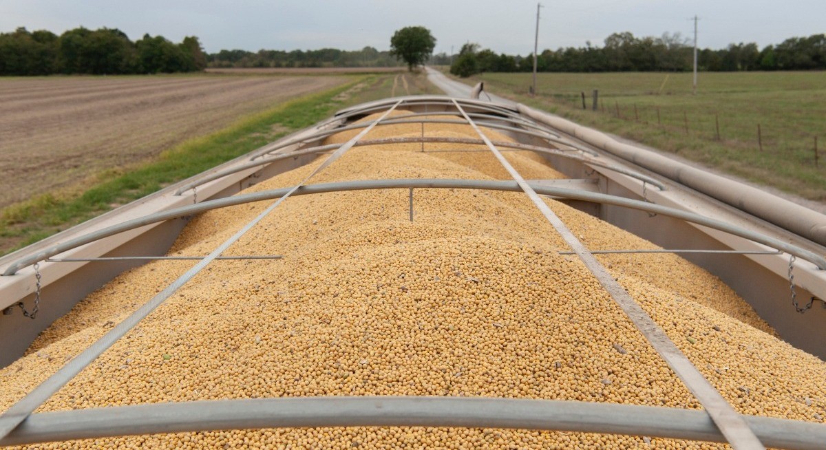 China buys more US soybeans as key agricultural trade ramps up