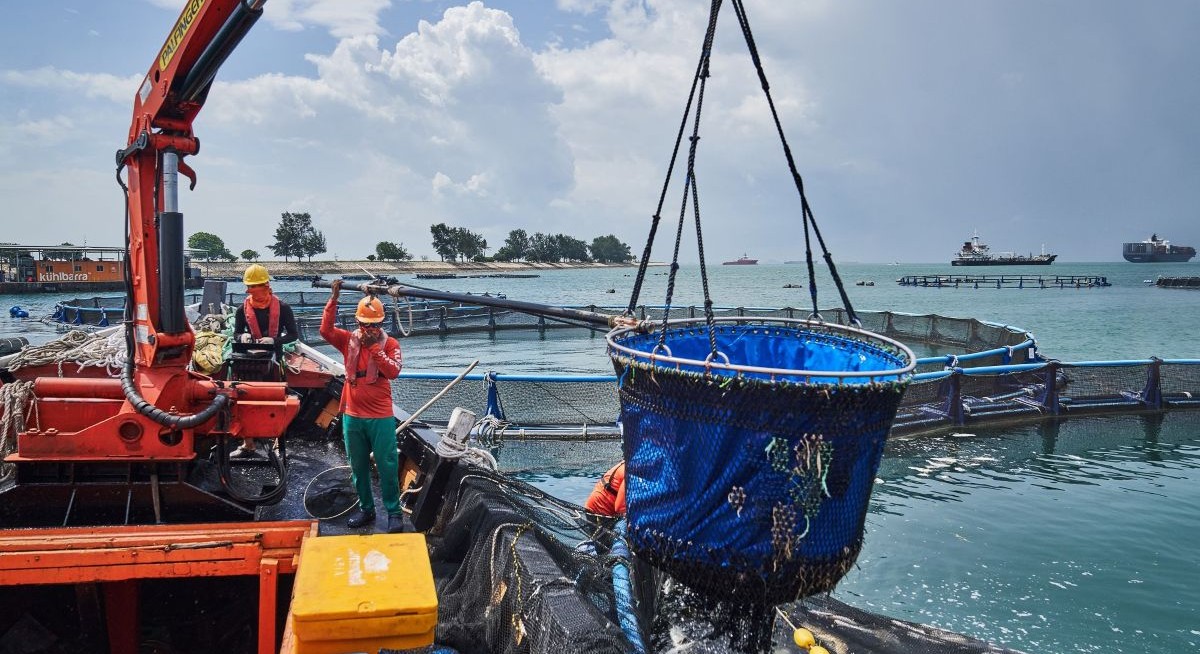 How Temasek is helping make tiny Singapore an agricultural powerhouse