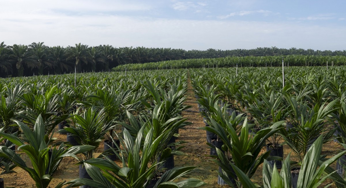 Crude palm oil (CPO) prices have doubled since 2015 but plantation stocks have underperformed CPO ones by 69% over the same period due to ESG concerns - THE EDGE SINGAPORE