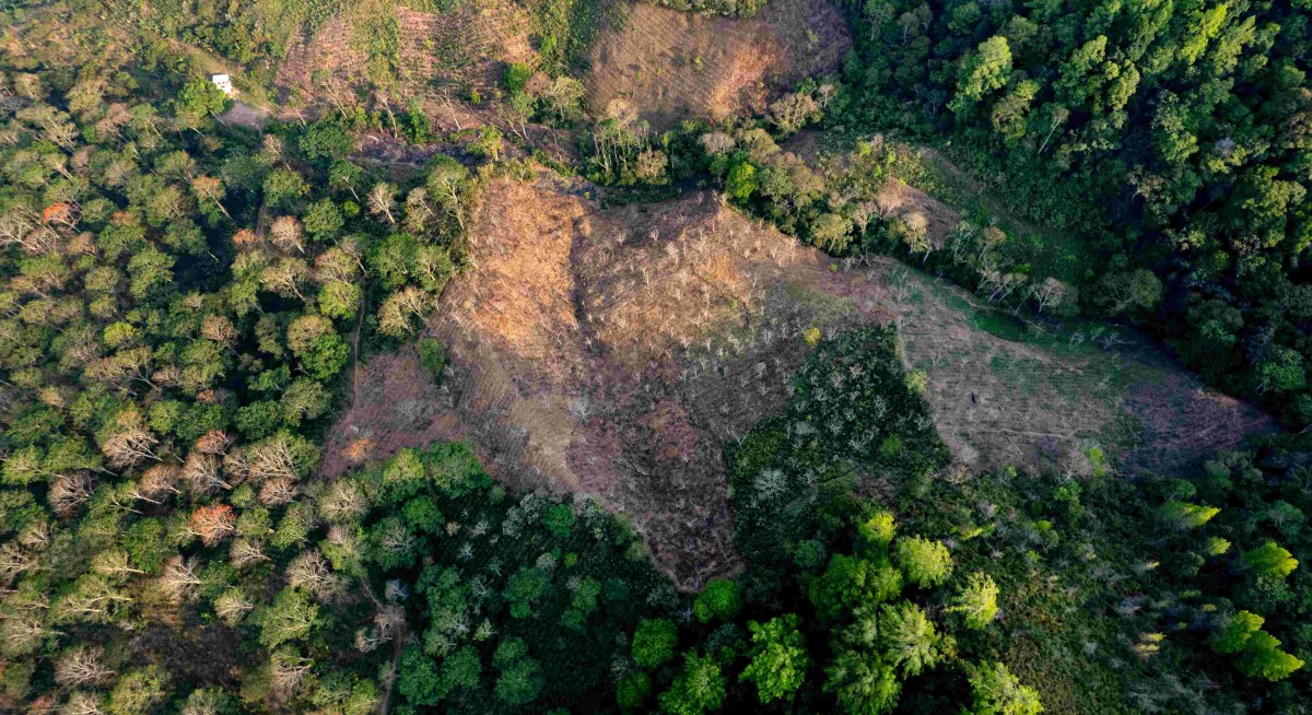 EU poised to delay landmark deforestation rule for one year