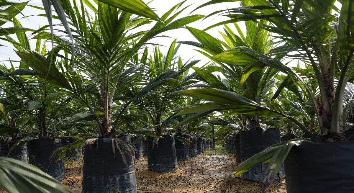 Palm oil jumps above 4,000 ringgit mark to track soy oil, crude