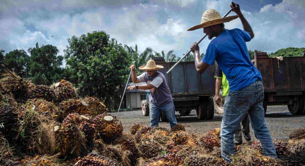 DBS, OCBC, UOB team up for nature-related credit risk report
