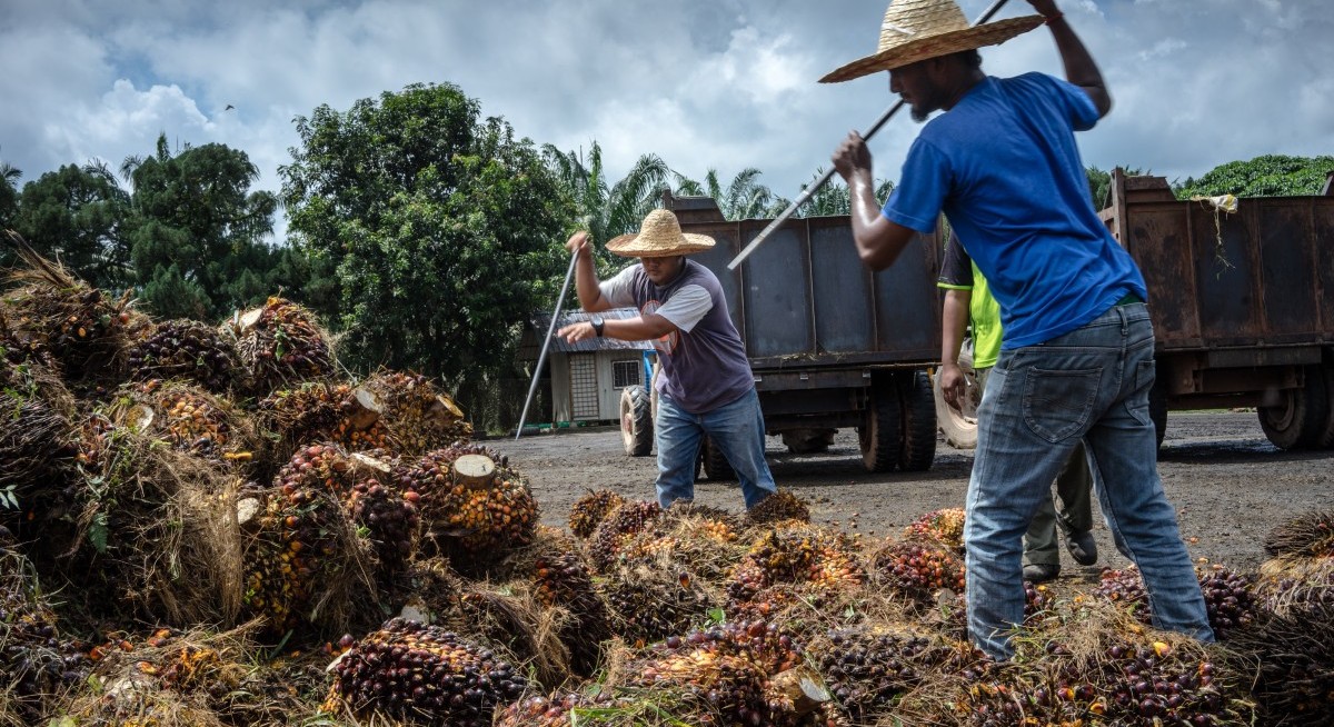 Palm oil set to soar as Indonesia’s biofuel push tightens supply