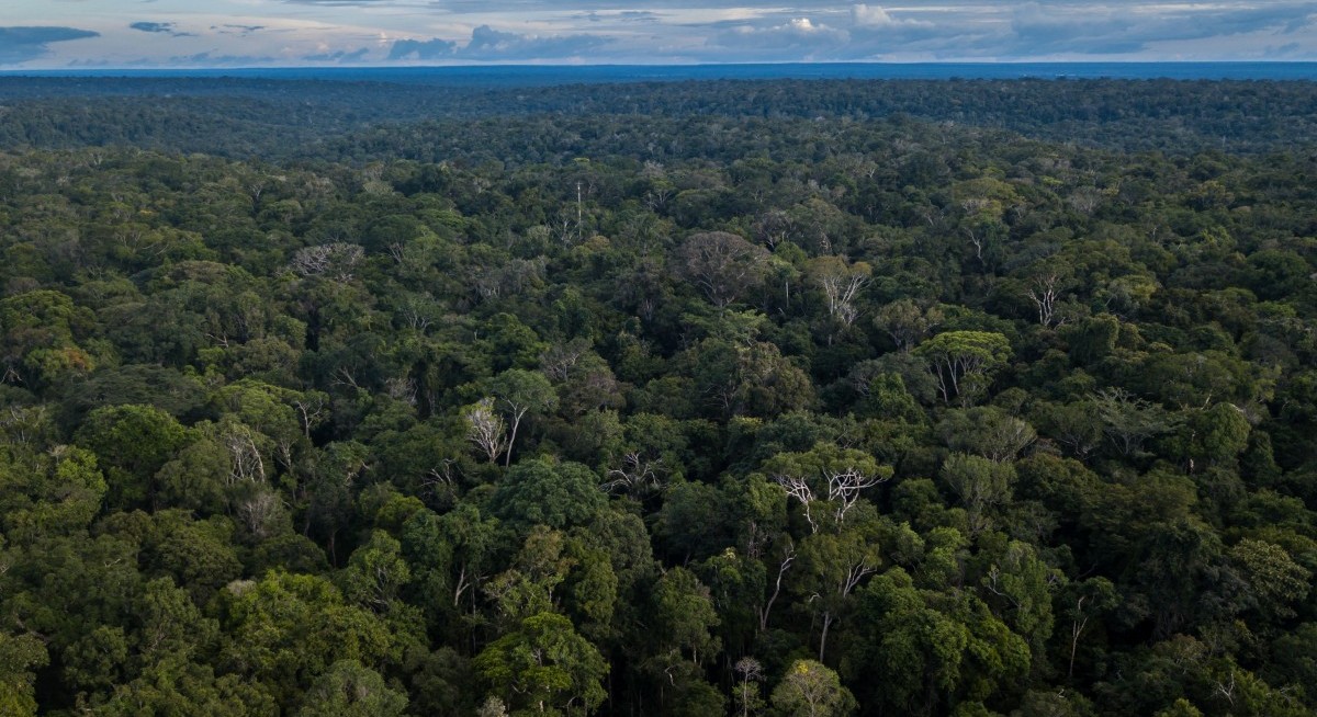 China declines to invest in Brazil’s tropical forest fund