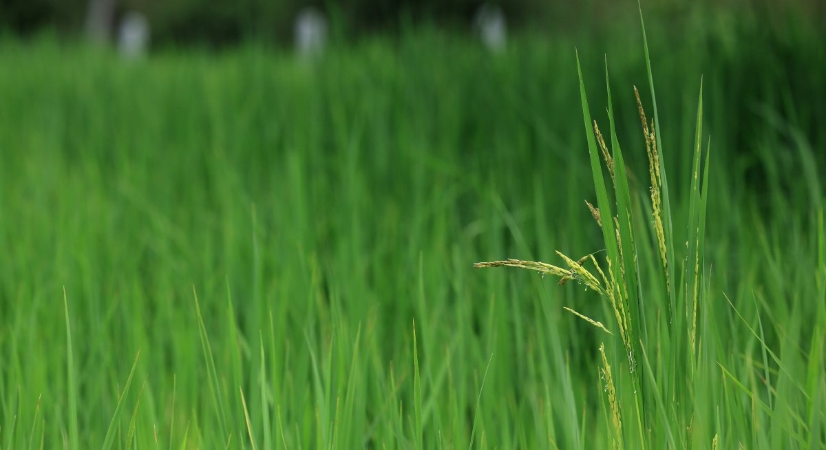 Saudi PIF-backed Salic to pursue full ownership of Olam unit