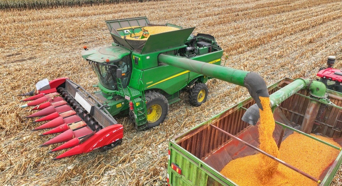 China races to secure corn harvest after heavy rains rot crops