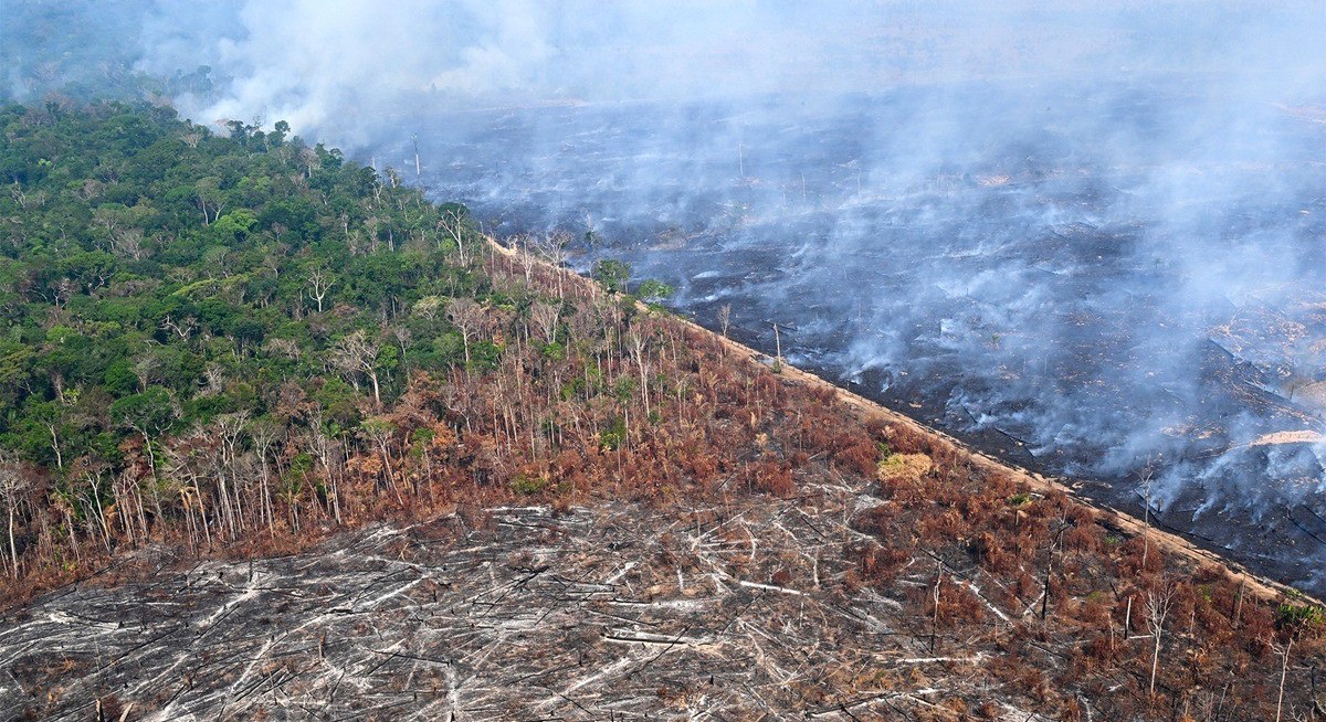 Global banks step up financing to companies behind deforestation