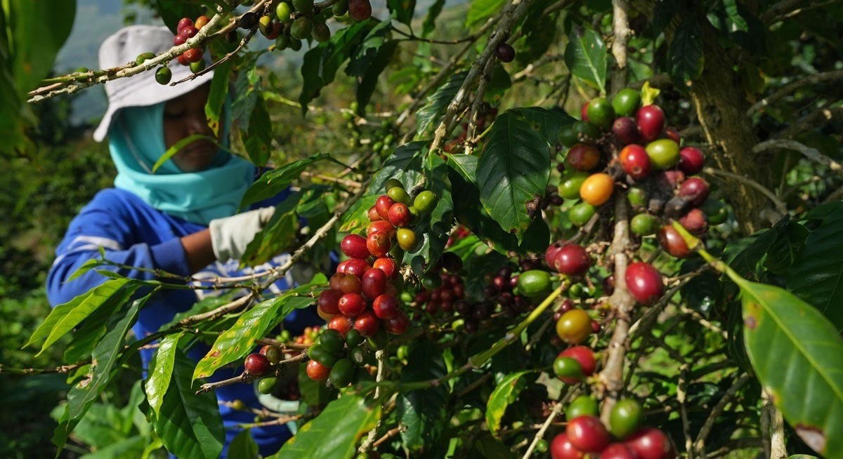 Indonesia eyes North Africa for farm exports after EU forest law