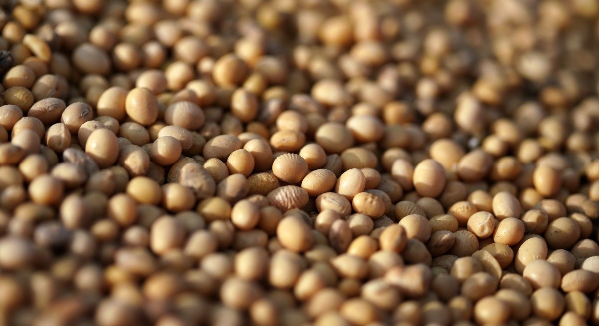 China makes biggest soybean buy in two years; Trump urges more