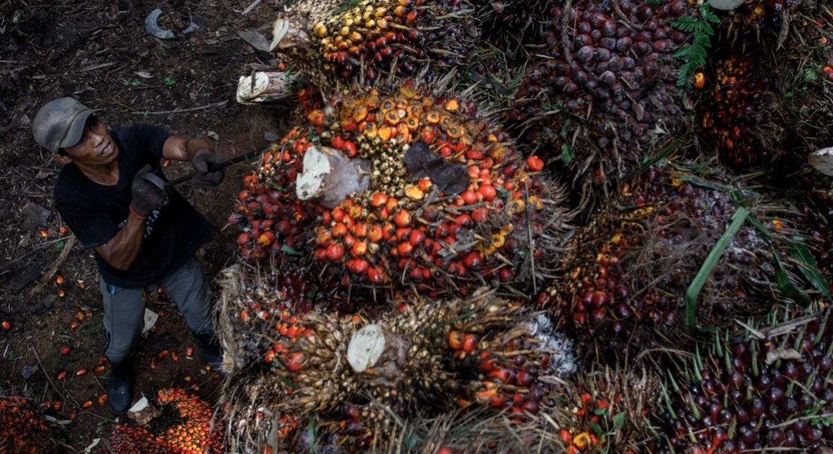 Malaysian palm oil reserves seen at six-year high as exports slump — survey