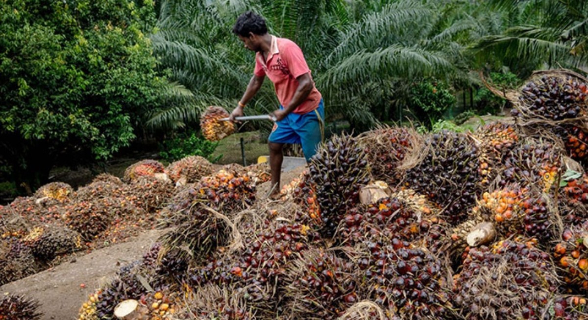 RHB stays ‘neutral’ on Bumitama after weaker than expected 1Q results - THE EDGE SINGAPORE