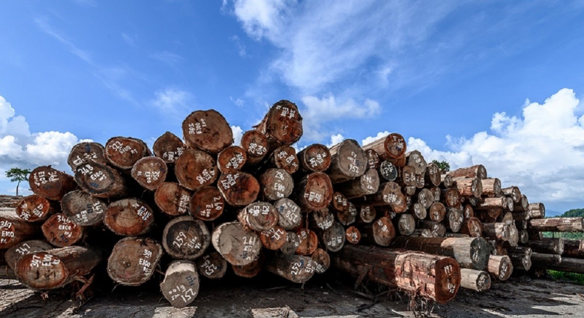 Sabah-based logging company Jawala issues profit warning for FY2025