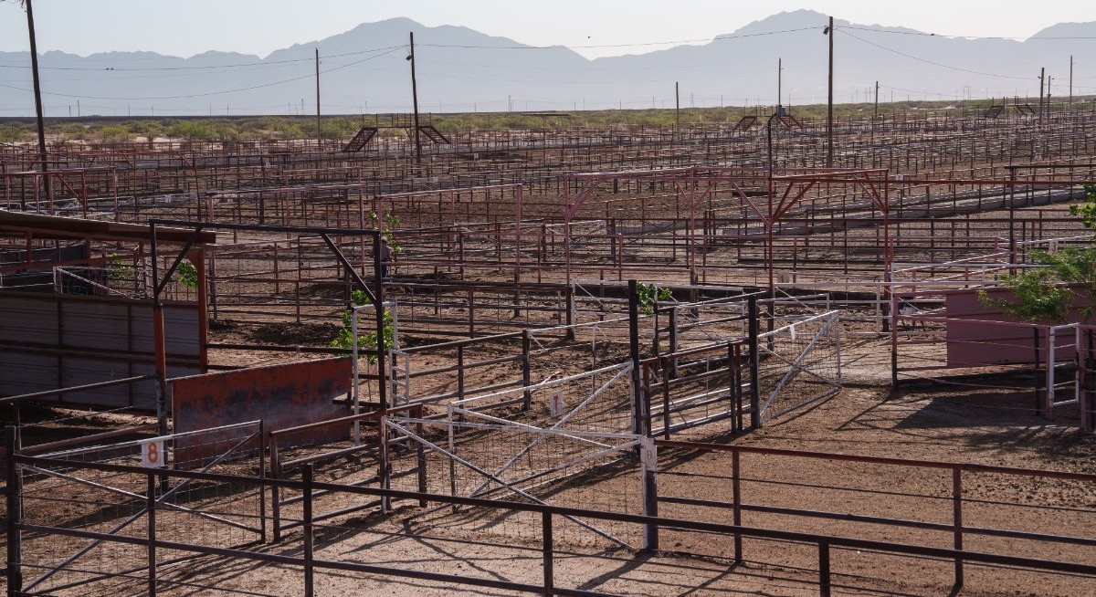 More US beef plants may close as supply of cattle herds keep dropping