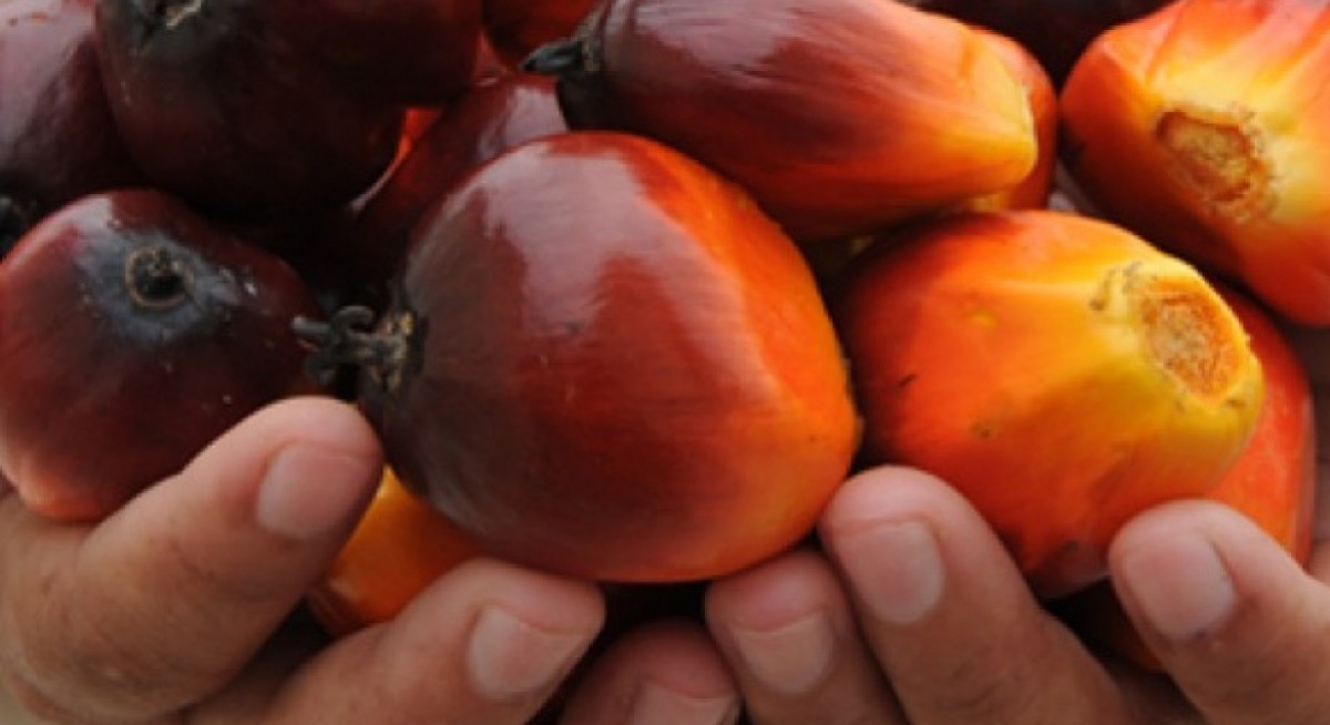 First Resources posts 61% drop in 1Q21 net profit on higher export taxes