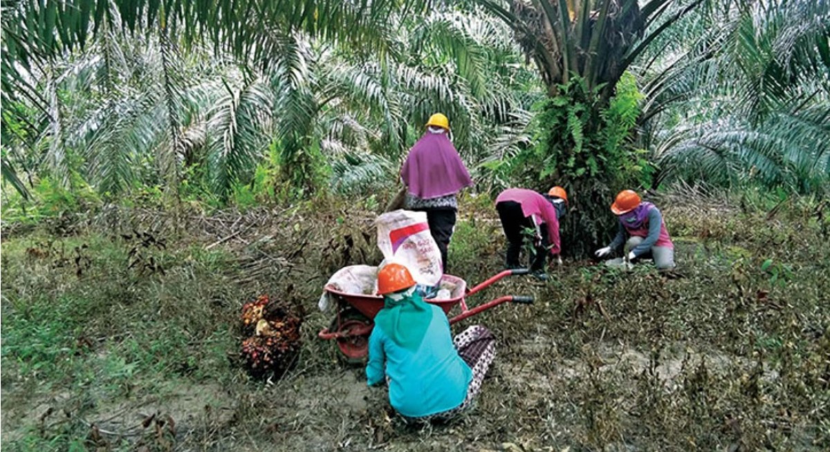 RHB ups Golden Agri TP to 30 cents on widening tax differential advantage - THE EDGE SINGAPORE