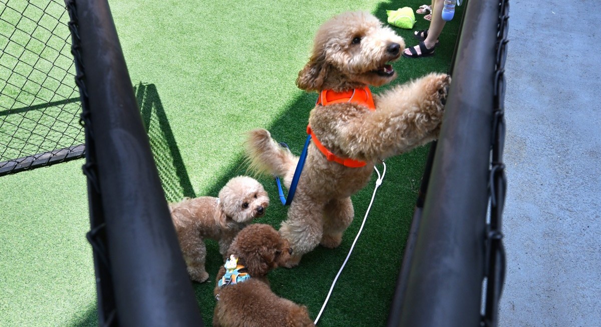 The tail in retail: Is pet-friendly the way for malls?