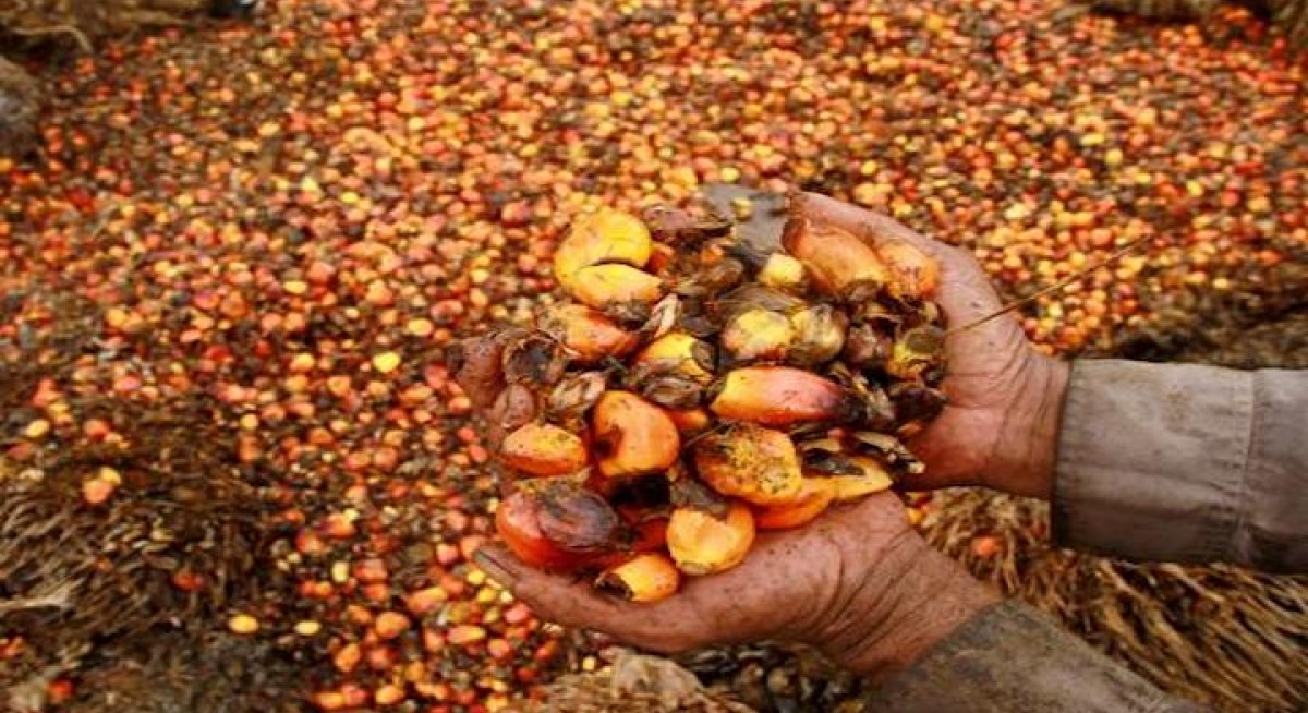 Mixed results ahead for Malaysian plantation sector