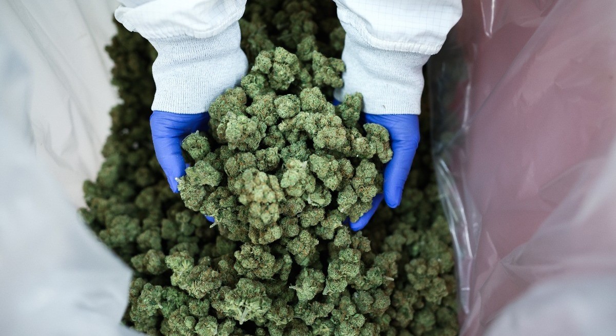 Pot stocks rise on Trump plan to ease cannabis restrictions — Bloomberg