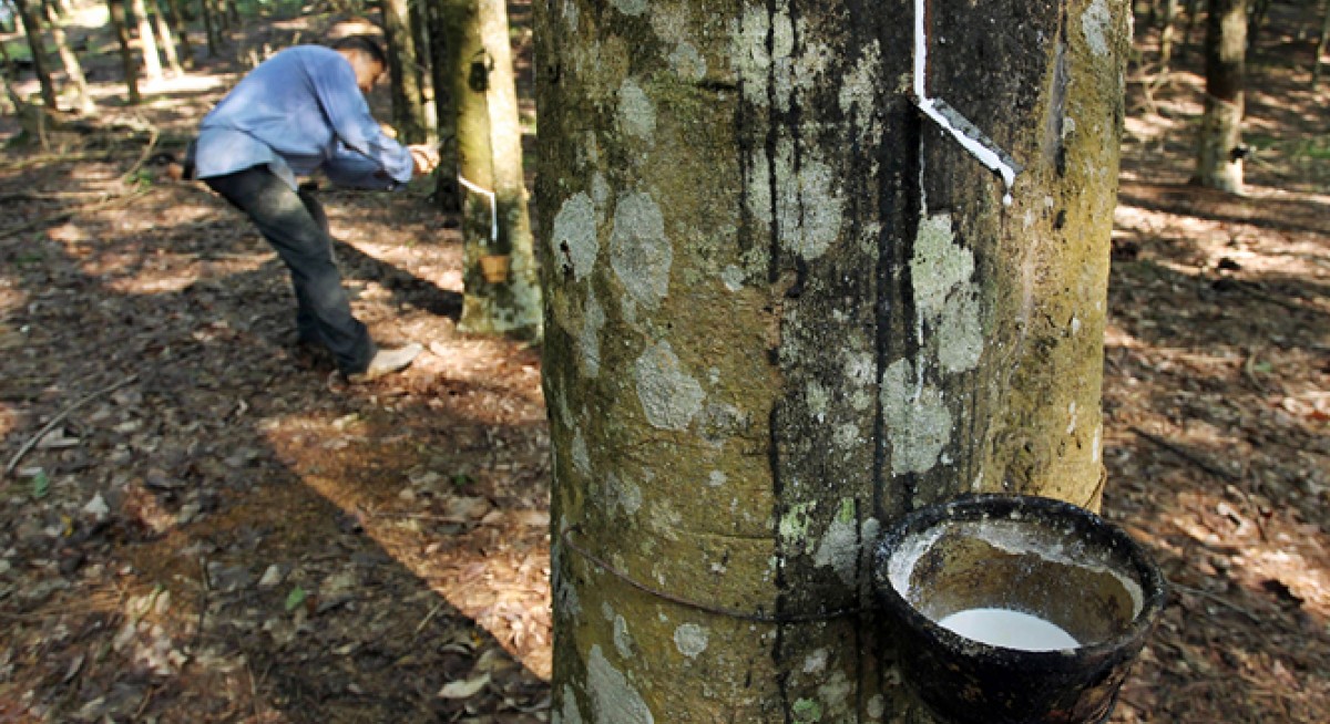 Reinventing the rubber trade: Can Singapore keep up? - THE EDGE SINGAPORE