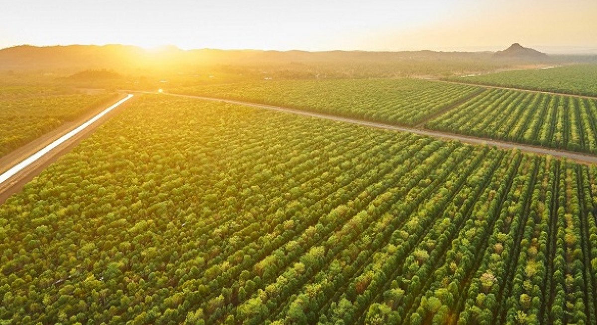 TFS's Indian Sandalwood plantation in Kununurra, Australia