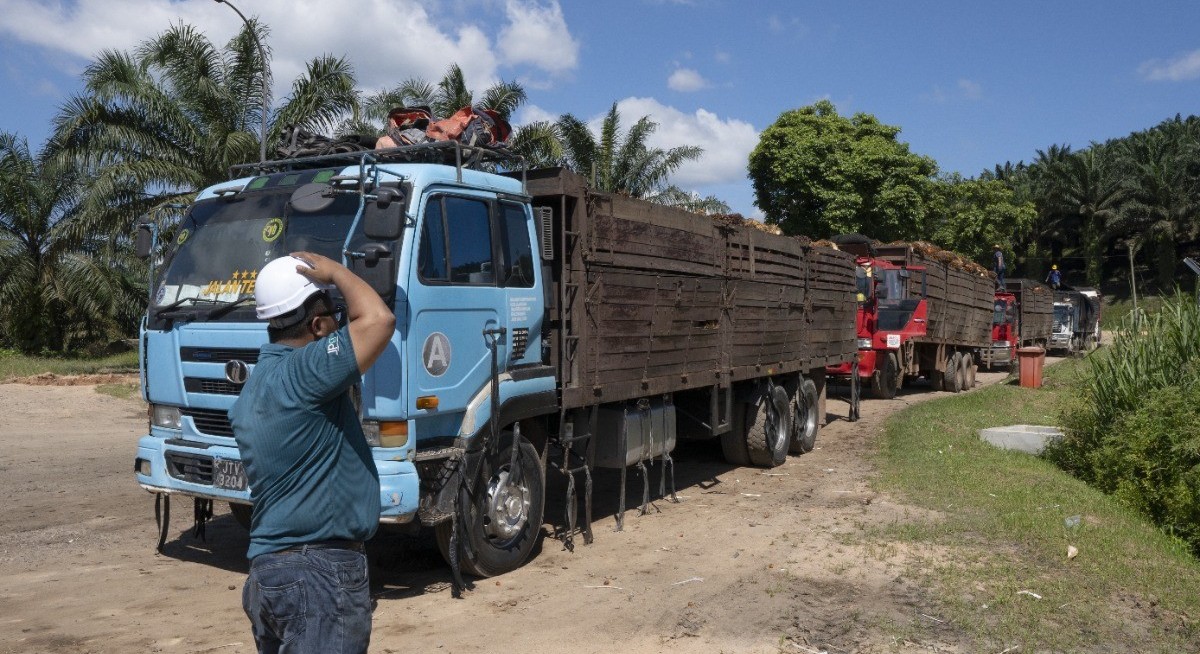 Palm oil may drop below RM4,000 on soy oil supply surge