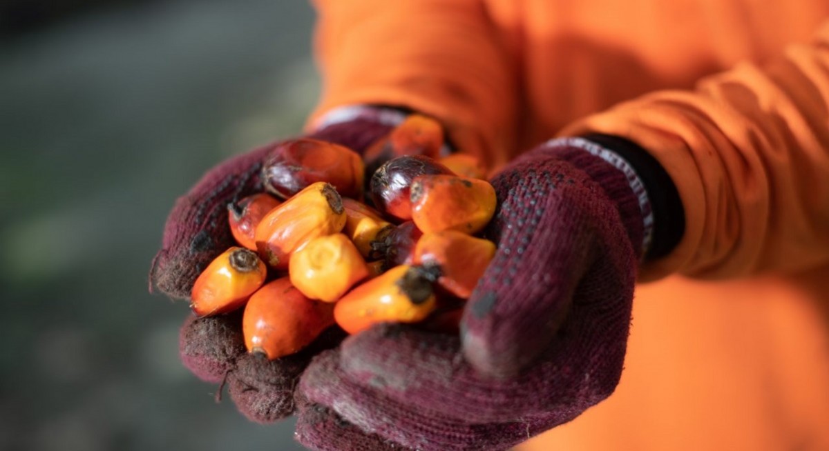 Bumitama Agri makes leap from Centurion to BDC; Sheng Siong named for weighted ROE - THE EDGE SINGAPORE