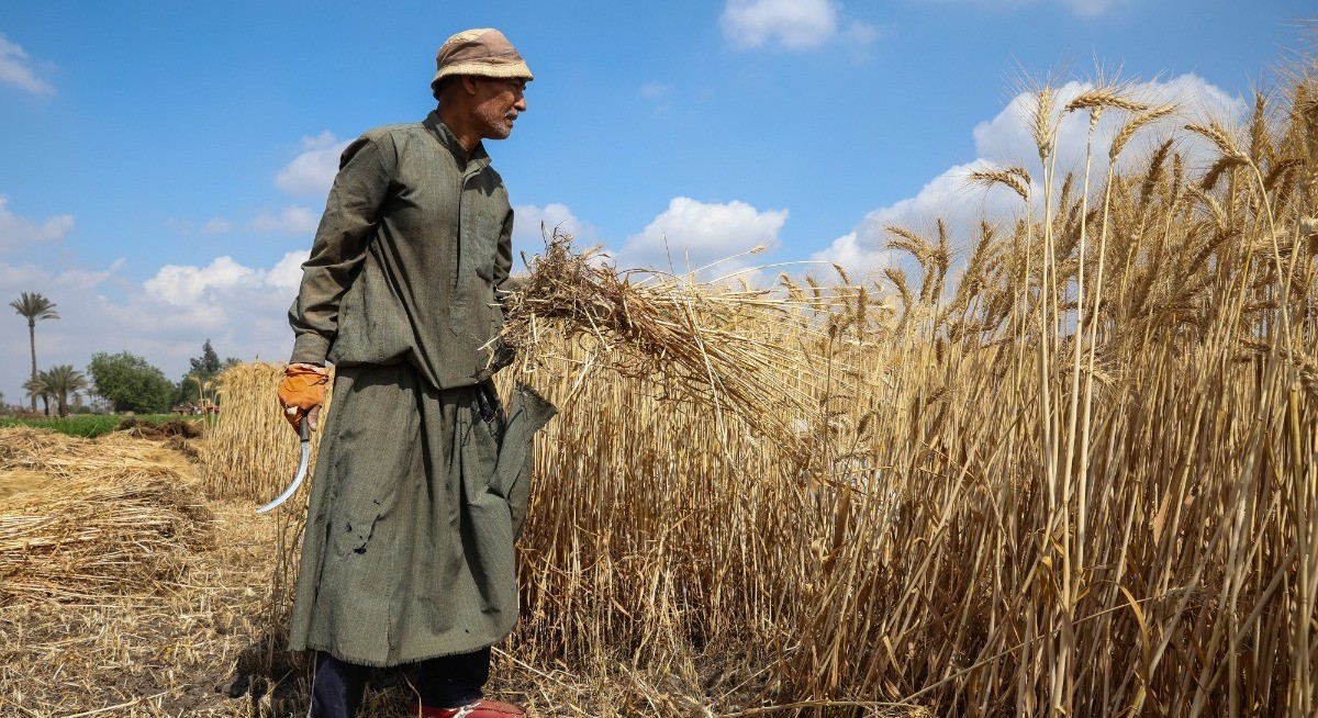 Wheat moves higher on Iran ceasefire uncertainty, crop survey