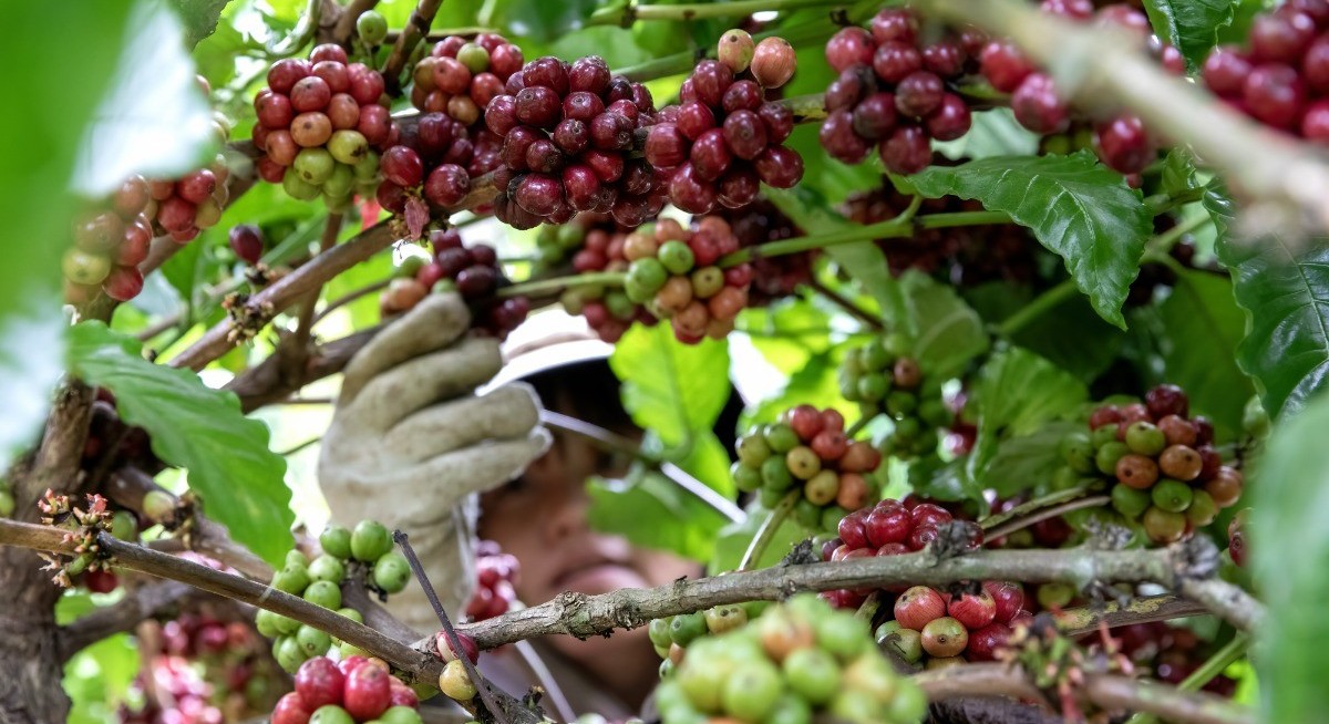 Powerful typhoon slams Vietnam’s key coffee region
