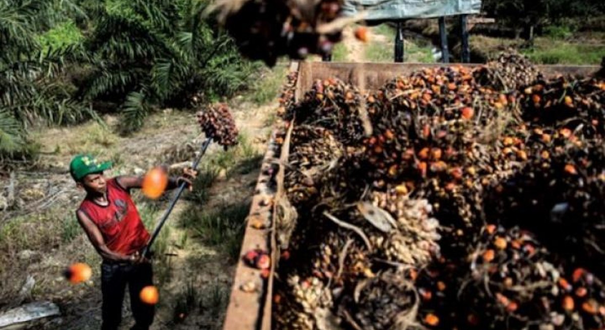 Olam announces third palm plantation to achieve RSPO certification