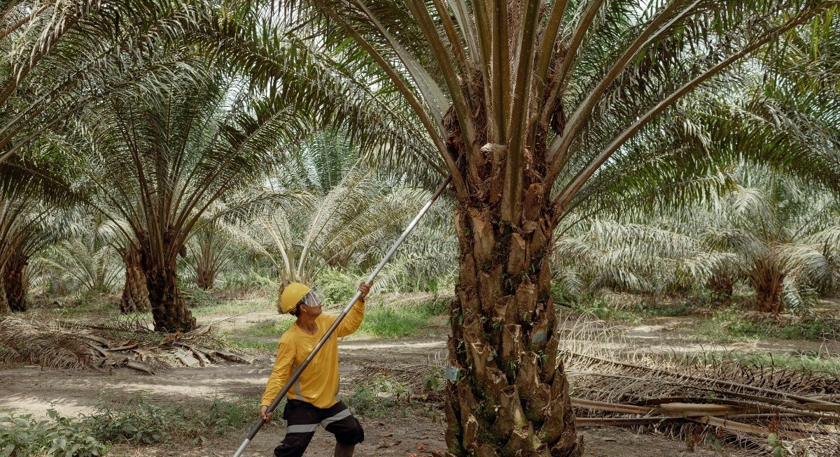 Indonesia asks police to probe hundreds of firms on palm oil prices