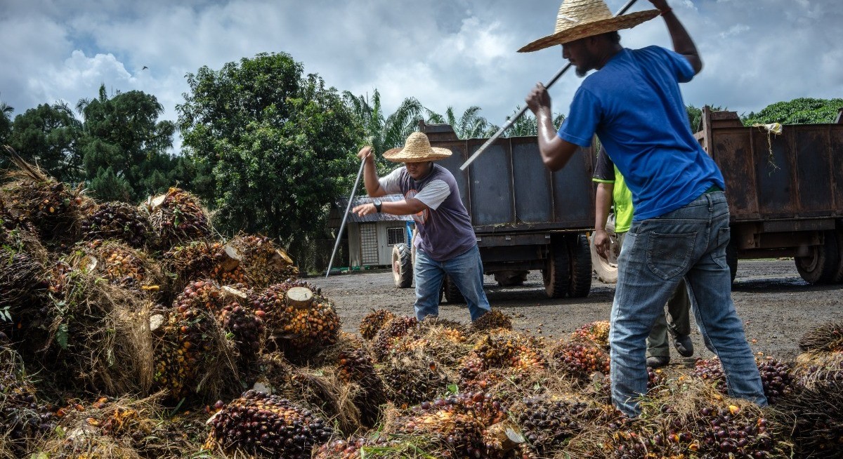 Palm oil dips on weaker crude, Malaysian production outlook
