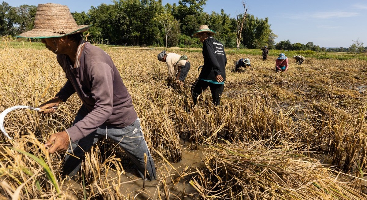 Rice prices extend rally to one-year high as crop concerns mount